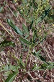 Attēlu rezultāti vaicājumam “Sisymbrium volgense”