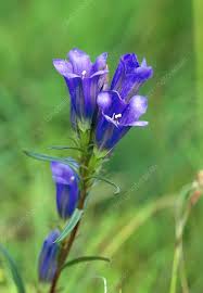 Attēlu rezultāti vaicājumam “Gentiana pneumonanthe”