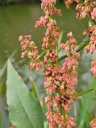 Attēlu rezultāti vaicājumam “Rumex hydrolapathum fruit”