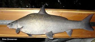 Image result for Cycleptus elongatus