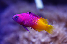 Attēlu rezultāti vaicājumam “Lophozia laxa macro”