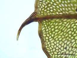 Attēlu rezultāti vaicājumam “Cinclidium stygium”