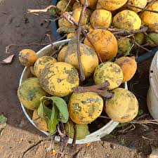 Attēlu rezultāti vaicājumam “Pedicularis palustris fruit”
