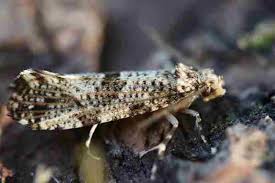 Attēlu rezultāti vaicājumam “Morophaga choragella”