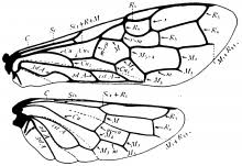 Attēlu rezultāti vaicājumam “Pamphiliidae”