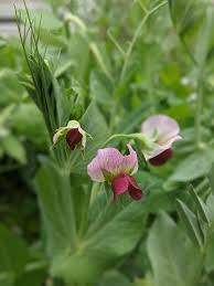 Attēlu rezultāti vaicājumam “Pisum sativum flower”