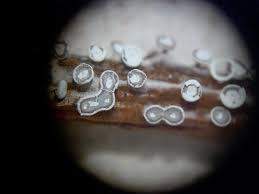 Attēlu rezultāti vaicājumam “Didymium tussilaginis macro”