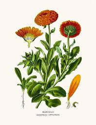 Attēlu rezultāti vaicājumam “Calendula officinalis leaf”