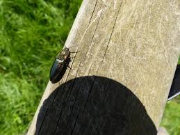 Attēlu rezultāti vaicājumam “Ctenicera pectinicornis male”