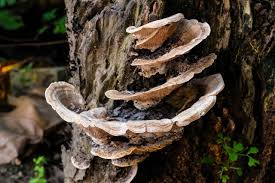 Attēlu rezultāti vaicājumam “fungi”