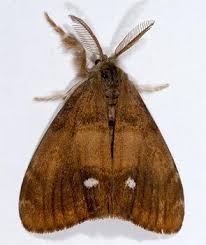 Attēlu rezultāti vaicājumam “Orgyia antiqua”