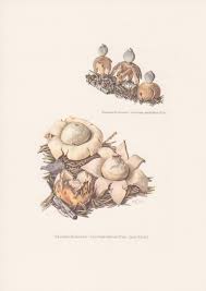 Attēlu rezultāti vaicājumam “Geastrum rufescens”
