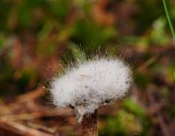 Attēlu rezultāti vaicājumam “Spinellus fusiger”