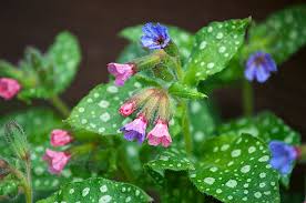 Attēlu rezultāti vaicājumam “Pulmonaria saccharata leaf”
