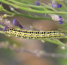 Attēlu rezultāti vaicājumam “Calophasia lunula larva”
