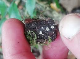 Attēlu rezultāti vaicājumam “Diderma ochraceum sessile”