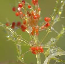 Attēlu rezultāti vaicājumam “Chara intermedia male”