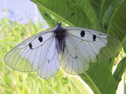 Attēlu rezultāti vaicājumam “Parnassius mnemosyne underside”