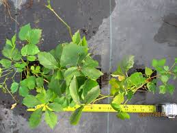 Attēlu rezultāti vaicājumam “Parthenocissus quinquefolia”