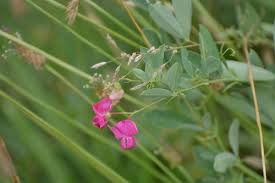 Attēlu rezultāti vaicājumam “Lathyrus tuberosus”