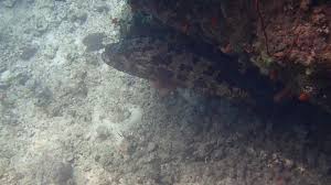 Image result for Dermatolepis inermis