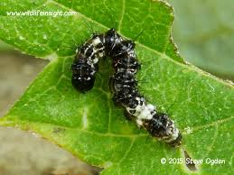 Attēlu rezultāti vaicājumam “Acronicta alni larva”