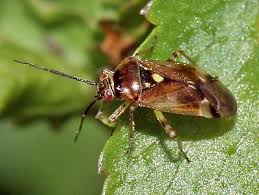 Attēlu rezultāti vaicājumam “Orthops campestris”