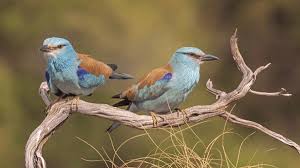 Attēlu rezultāti vaicājumam “Coracias garrulus adult”