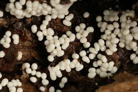 Attēlu rezultāti vaicājumam “Trichia varia sessile”