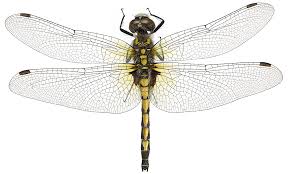 Attēlu rezultāti vaicājumam “Leucorrhinia pectoralis female”