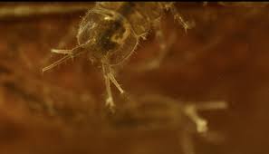 Attēlu rezultāti vaicājumam “Asellus aquaticus”