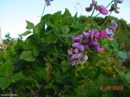 Attēlu rezultāti vaicājumam “Dipogon sp.”