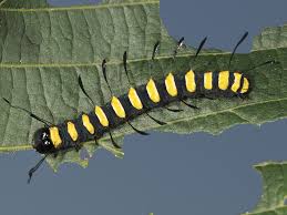 Attēlu rezultāti vaicājumam “Acronicta alni larva”