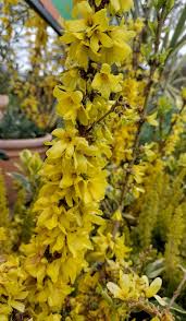 Attēlu rezultāti vaicājumam “Forsythia intermedia”