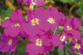 Attēlu rezultāti vaicājumam “Aubrieta deltoidea”