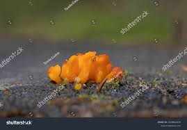 Attēlu rezultāti vaicājumam “Dacrymyces chrysospermus”