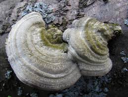 Attēlu rezultāti vaicājumam “Trametes hirsuta”