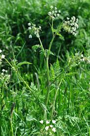 Attēlu rezultāti vaicājumam “Anthriscus”