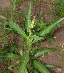 Attēlu rezultāti vaicājumam “Rumex”