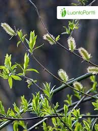 Attēlu rezultāti vaicājumam “Salix myrsinifolia male flower”