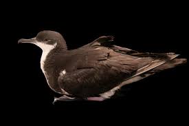 Image result for Puffinus puffinus