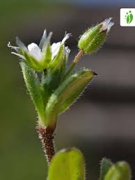 Attēlu rezultāti vaicājumam “Cerastium semidecandrum leaf”