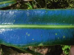 Attēlu rezultāti vaicājumam “Diachea subsessilis young”