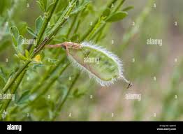 Attēlu rezultāti vaicājumam “Cytisus scoparius fruit”