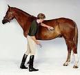 Horse Grooming – Brushing Basics | York Gentle Giants.