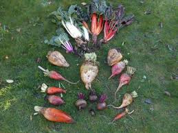 Image result for Beta vulgaris