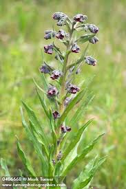 Attēlu rezultāti vaicājumam “Cynoglossum officinale flower”