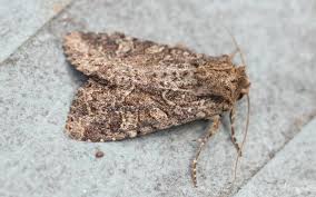 Attēlu rezultāti vaicājumam “Badhamiopsis scripta macro”