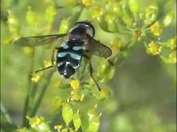 Attēlu rezultāti vaicājumam “Didea alneti”