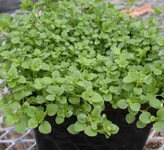 Attēlu rezultāti vaicājumam “Cribraria costata stalked”